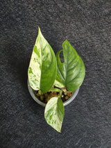 Variegated Epipremnum Pinnatum Albo - Exact Plant - US Seller