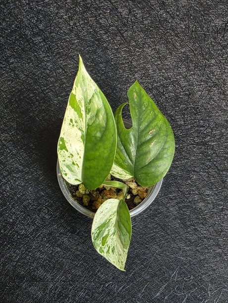 Variegated Epipremnum Pinnatum Albo - Exact Plant - US Seller