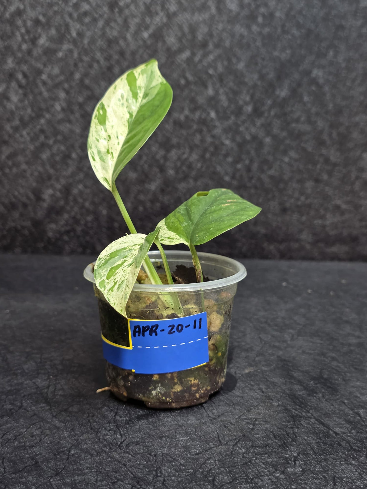 Variegated Epipremnum Pinnatum Albo - Exact Plant - US Seller