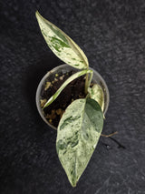 RARE Variegated Epipremnum Pinnatum Albo - Exact Plant - US Seller