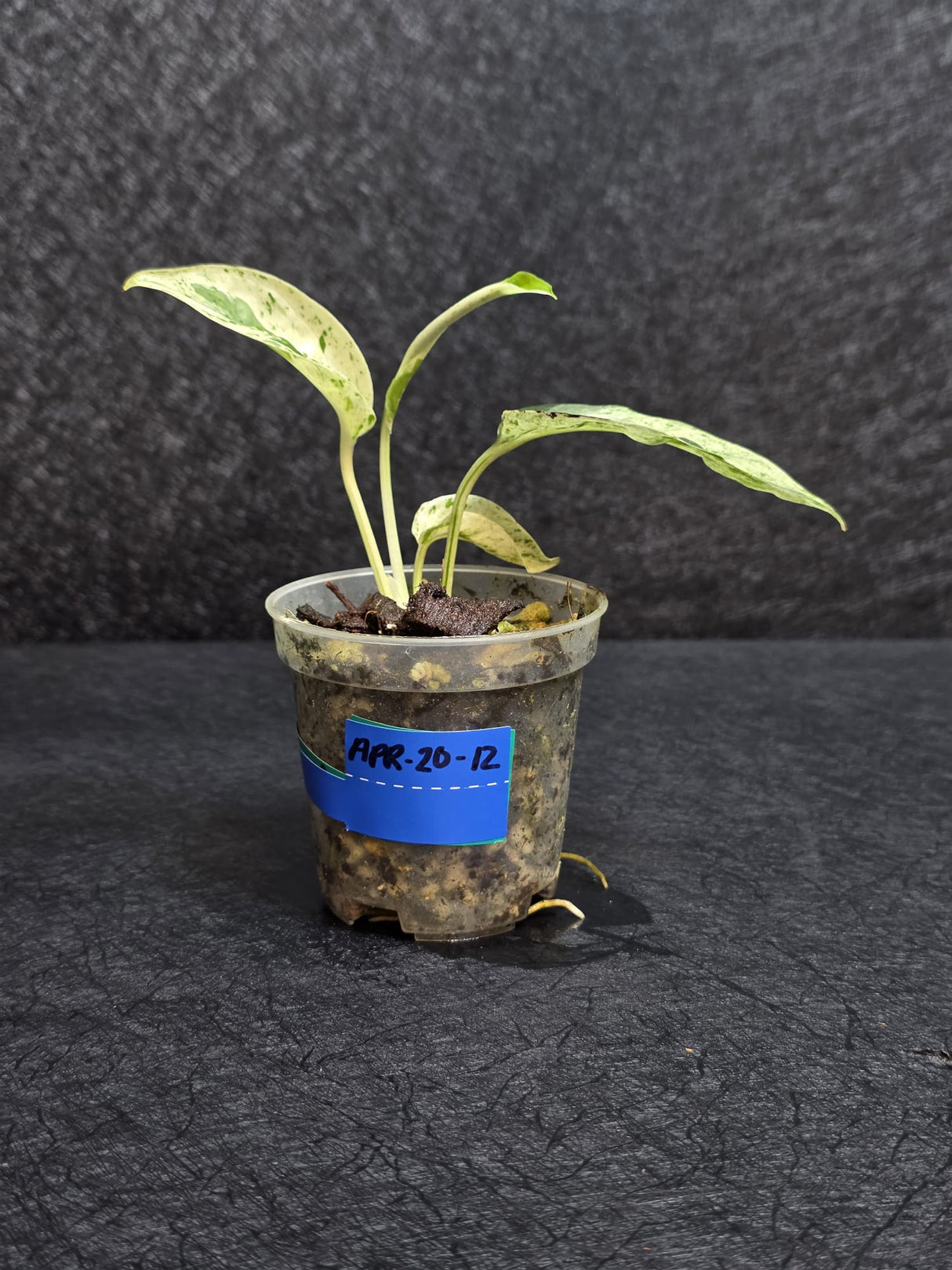 RARE Variegated Epipremnum Pinnatum Albo - Exact Plant - US Seller