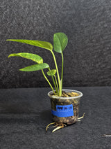 RARE Variegated 'Golden Flame' Epipremnum Pinnatum Plant - Yellow Flame Indoor Plant - Same Plant - US Seller