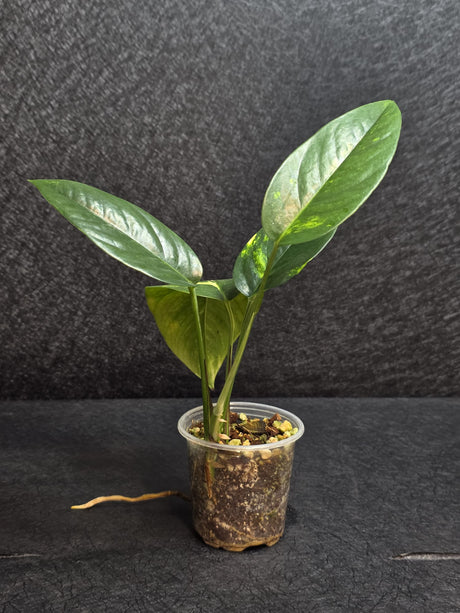 RARE Variegated 'Golden Flame' Epipremnum Pinnatum Plant - Yellow Flame Indoor Plant - Same Plant - US Seller