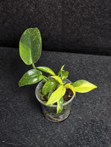 Philodendron Green Congo Hybrid Variegated - EXACT Plant as Image - US Seller