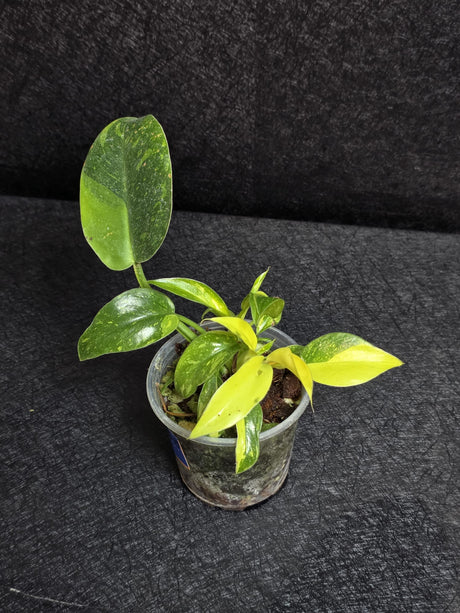Philodendron Green Congo Hybrid Variegated - EXACT Plant as Image - US Seller