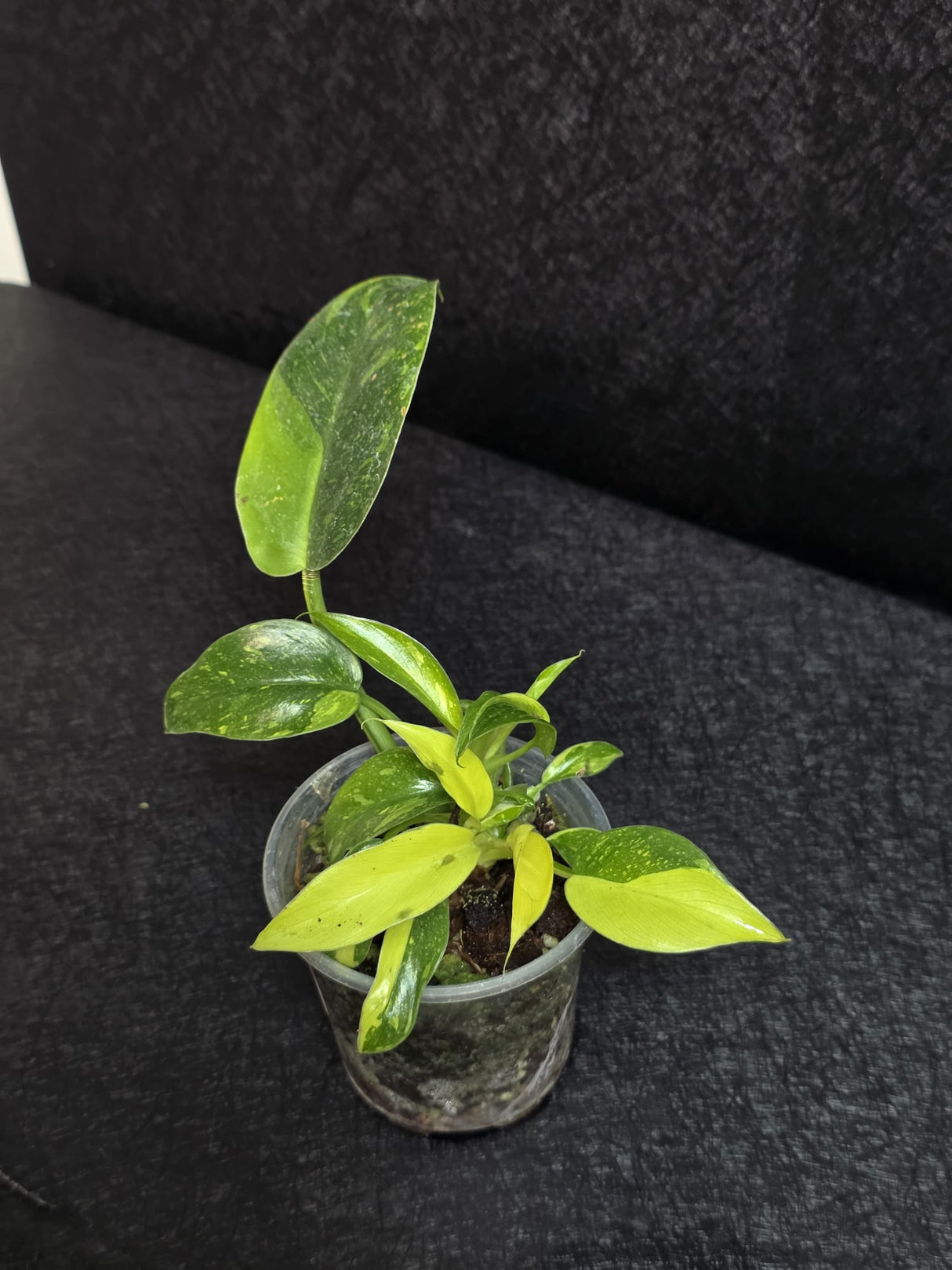 Philodendron Green Congo Hybrid Variegated - EXACT Plant as Image - US Seller