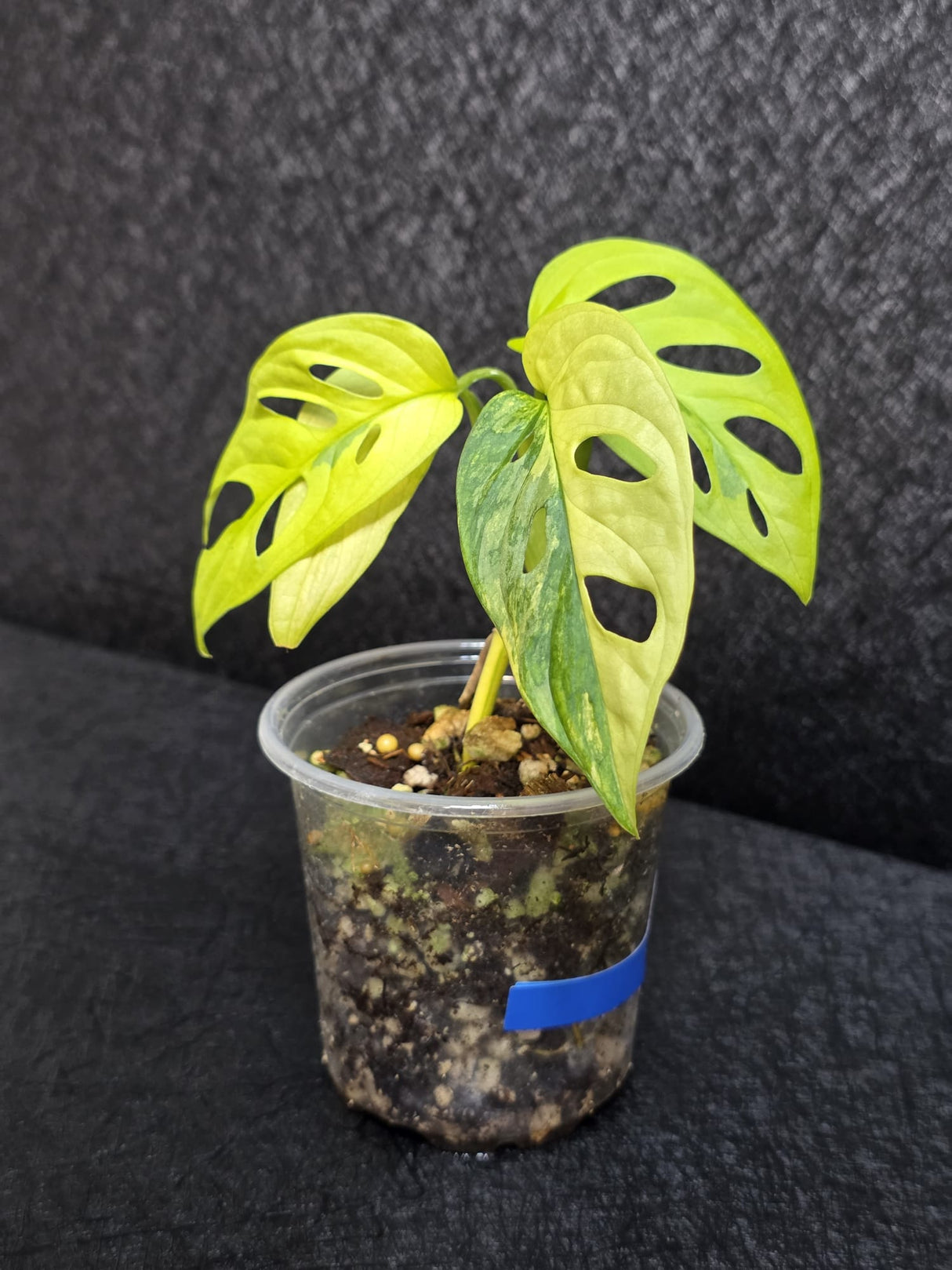 Variegated White Monstera Adansonii Aurea - Rare Collector Swiss Cheese Plant - EXACT Plant - US Seller