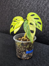 Variegated White Monstera Adansonii Aurea - Rare Collector Swiss Cheese Plant - EXACT Plant - US Seller