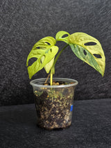Variegated White Monstera Adansonii Aurea - Rare Collector Swiss Cheese Plant - EXACT Plant - US Seller