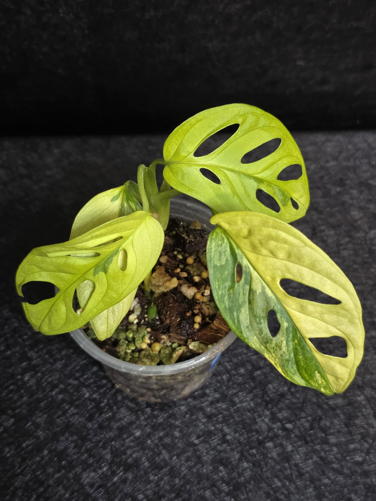 Variegated White Monstera Adansonii Aurea - Rare Collector Swiss Cheese Plant - EXACT Plant - US Seller