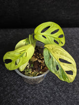 Variegated White Monstera Adansonii Aurea - Rare Collector Swiss Cheese Plant - EXACT Plant - US Seller