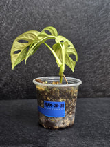 Variegated White Monstera Adansonii Aurea - Rare Collector Swiss Cheese Plant - EXACT Plant - US Seller