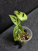 Monstera Adansonii Aurea Variegated - Swiss Cheese Premium Rare Plant - US SELLER