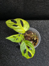 Monstera Adansonii Aurea Variegated - Swiss Cheese Premium Rare Plant - US SELLER