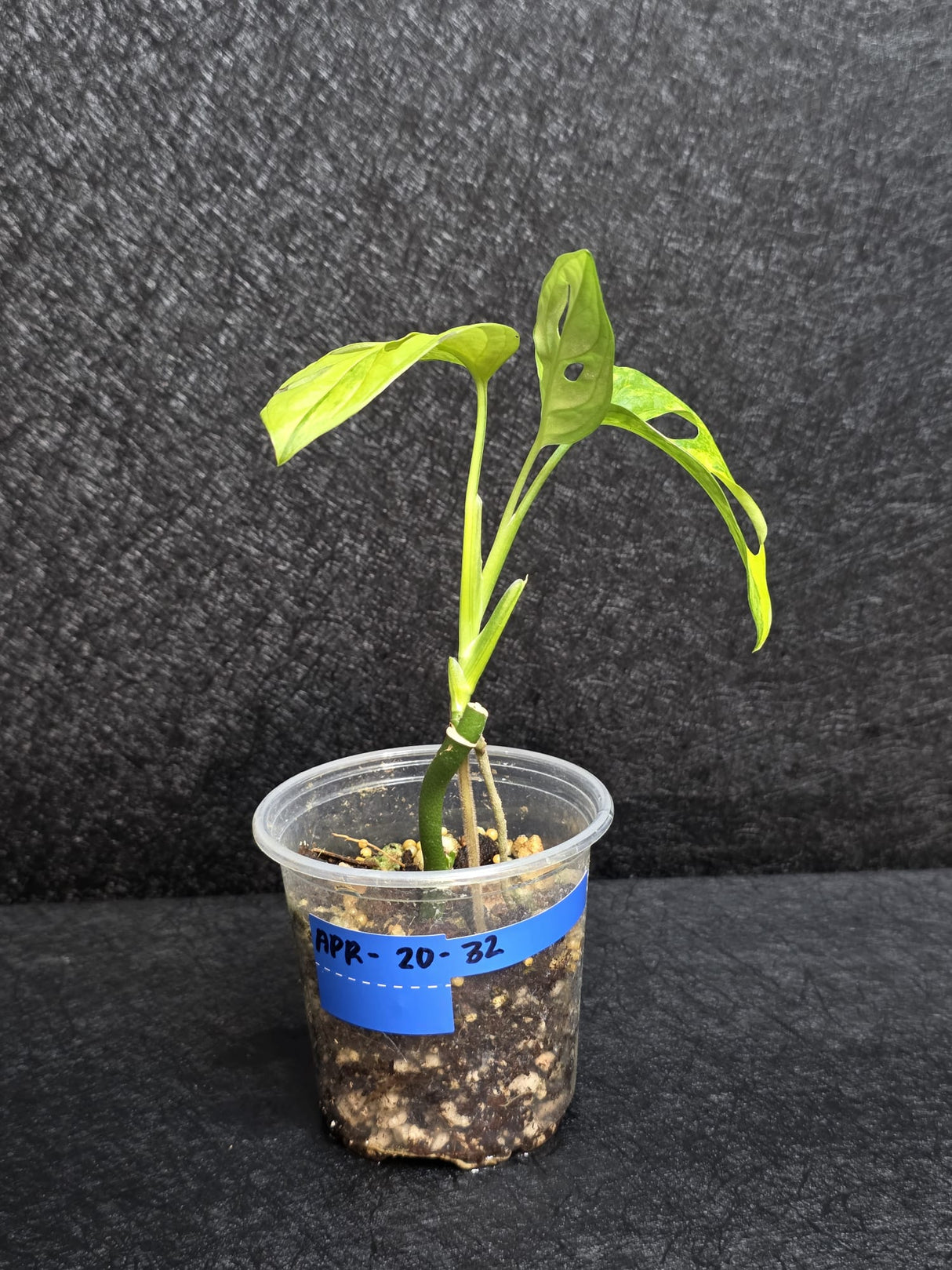 Monstera Adansonii Aurea Variegated - Swiss Cheese Premium Rare Plant - US SELLER