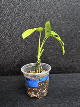 Monstera Adansonii Aurea Variegated - Swiss Cheese Premium Rare Plant - US SELLER