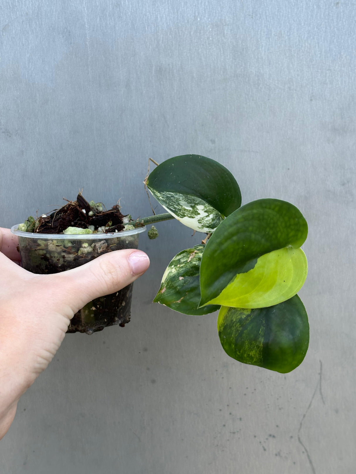 Scindapsus Jade Satin Variegated Plant - Rare Tropical - EXACT Plant - US Seller