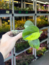 Scindapsus Jade Satin Variegated Plant - Rare Tropical - EXACT Plant - US Seller