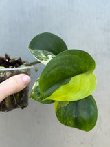 Scindapsus Jade Satin Variegated Plant - Rare Tropical - EXACT Plant - US Seller