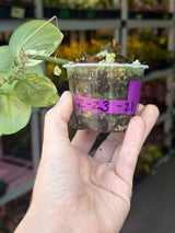 Scindapsus Jade Satin Variegated Plant - Rare Tropical - EXACT Plant - US Seller