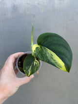 Variegated Scindapsus Pictus 'Jade Satin' Plant - Rare Collector Plant - SAME Plant - US Seller