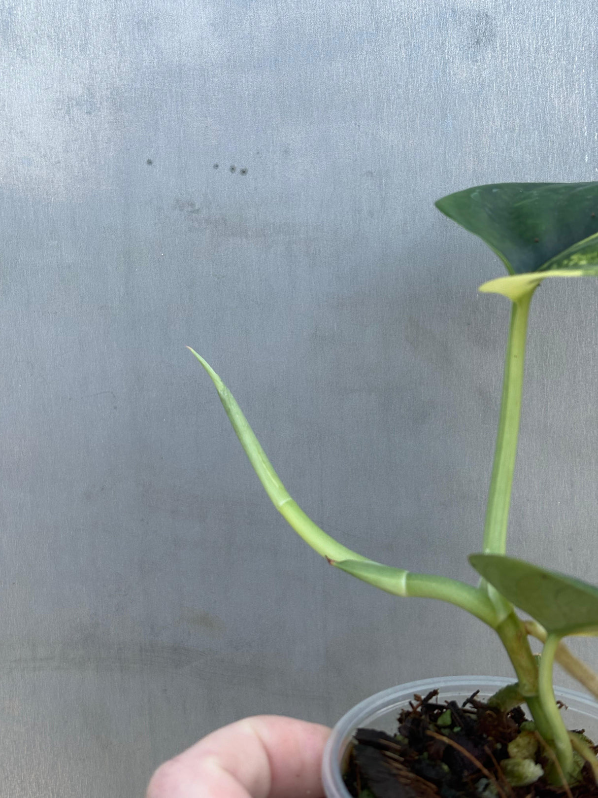 Variegated Scindapsus Pictus 'Jade Satin' Plant - Rare Collector Plant - SAME Plant - US Seller