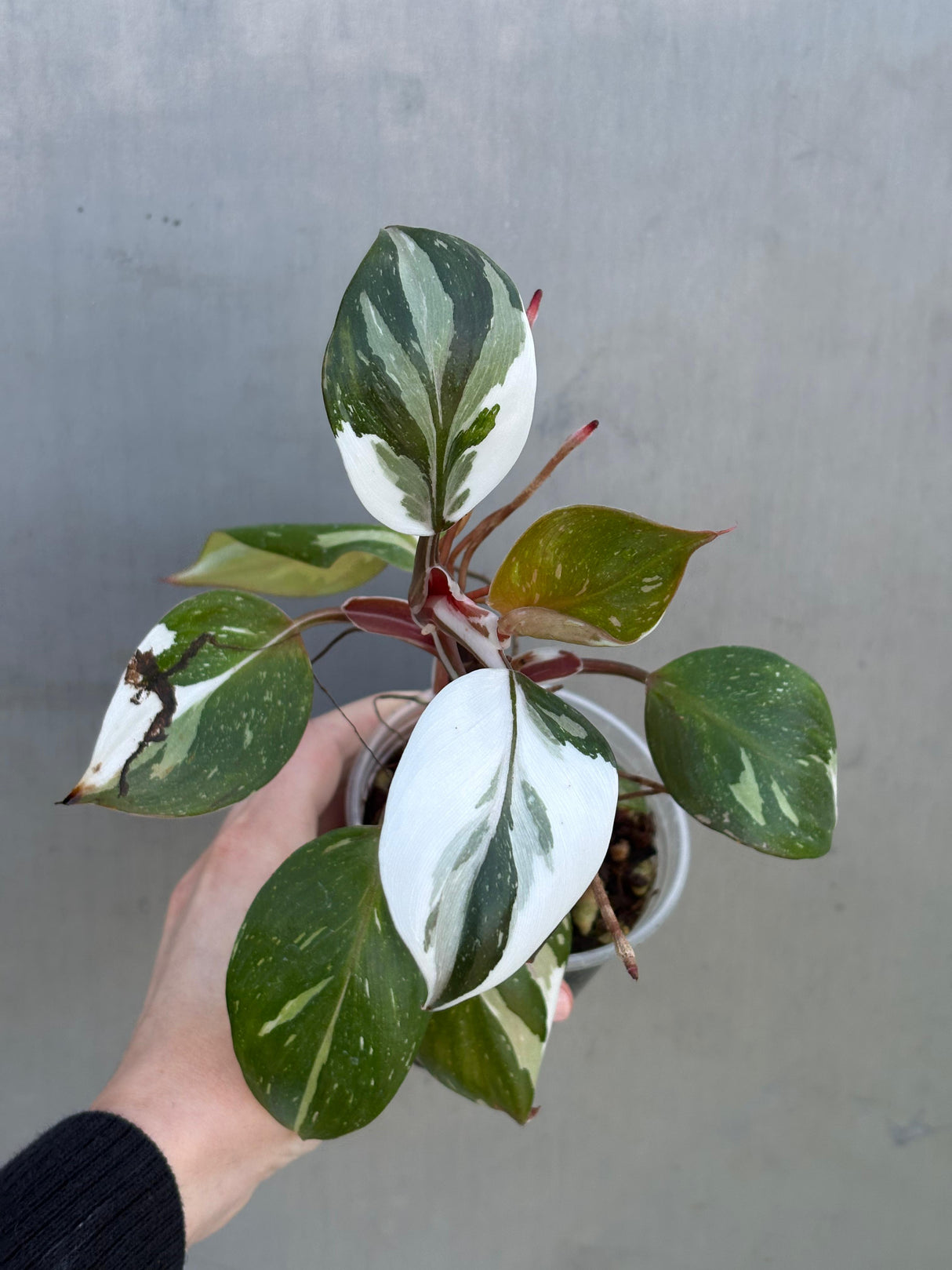 Rare Variegated Philodendron Red Anderson in a Nursery Pot - Exact Same Plant - US seller
