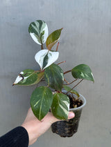 Rare Variegated Philodendron Red Anderson in a Nursery Pot - Exact Same Plant - US seller