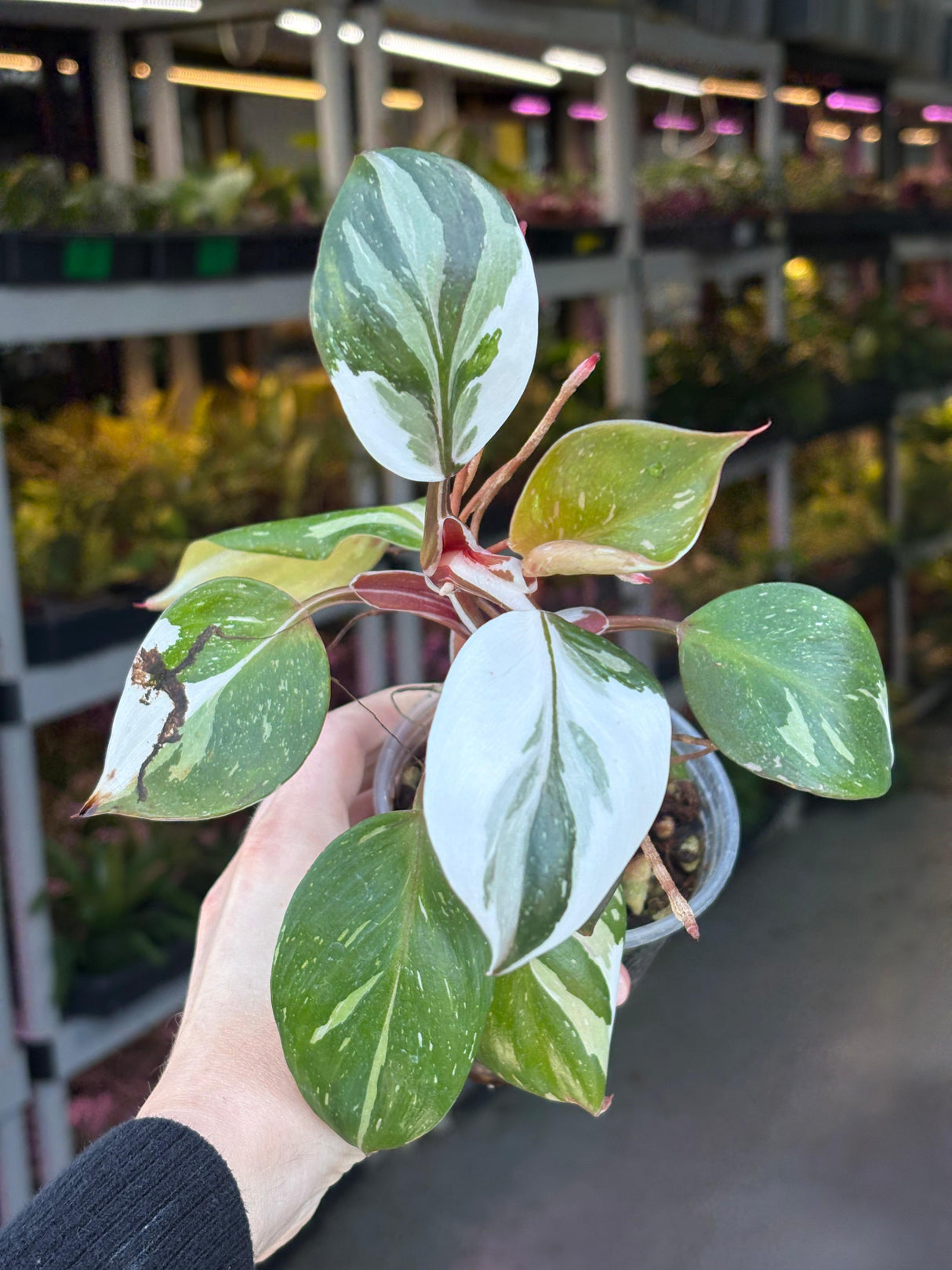 Rare Variegated Philodendron Red Anderson in a Nursery Pot - Exact Same Plant - US seller