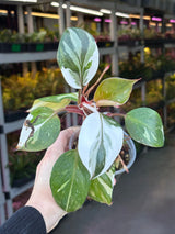 Rare Variegated Philodendron Red Anderson in a Nursery Pot - Exact Same Plant - US seller