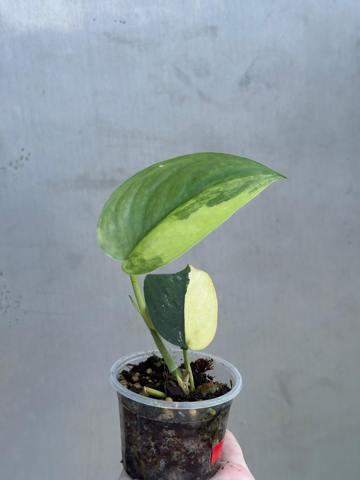 Variegated Scindapsus Pictus 'Jade Satin' - Rare Collector Plant - SAME Plant - US Seller