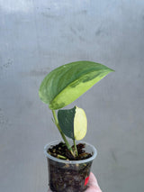 Variegated Scindapsus Pictus 'Jade Satin' - Rare Collector Plant - SAME Plant - US Seller