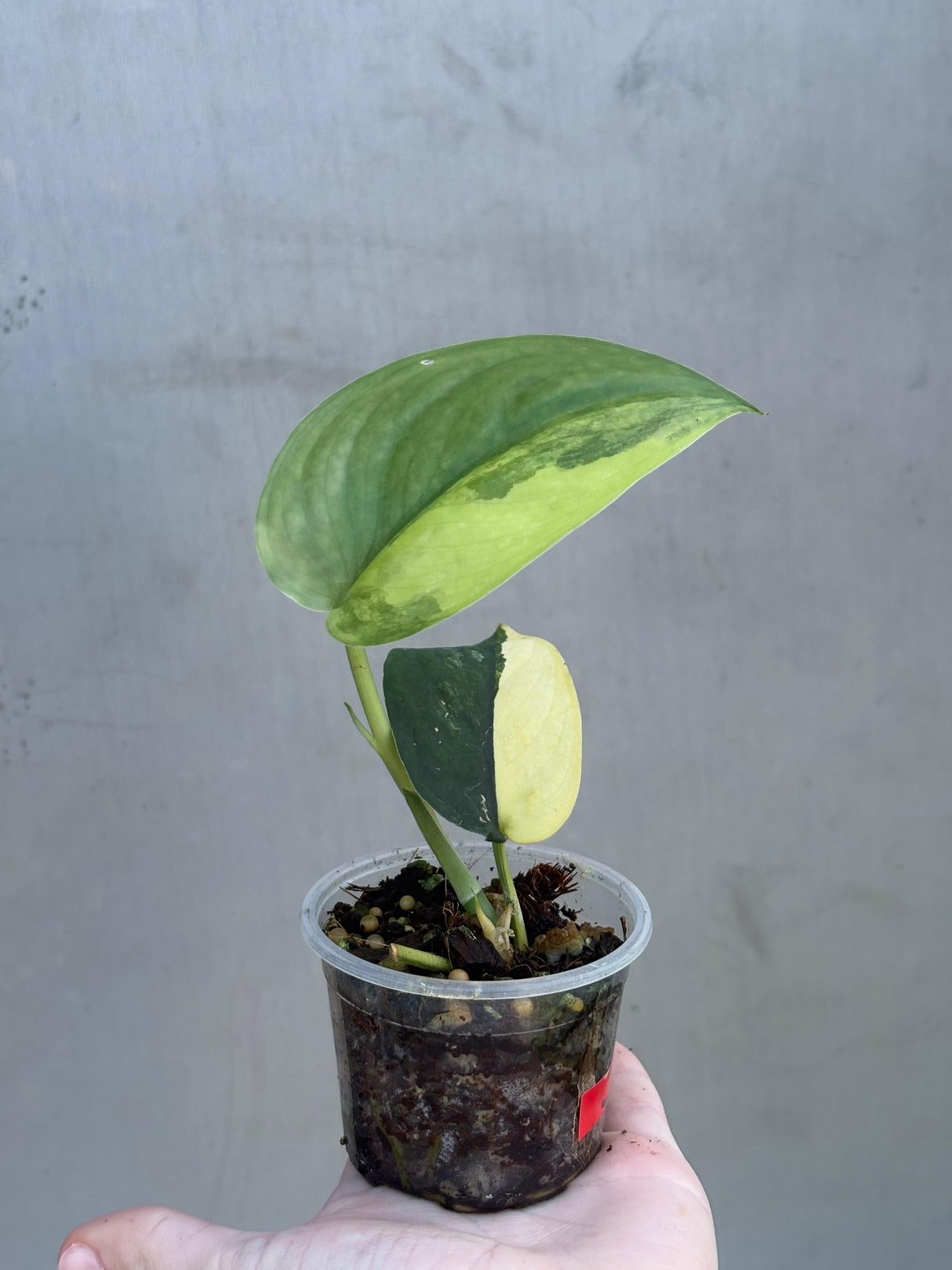 Variegated Scindapsus Pictus 'Jade Satin' - Rare Collector Plant - SAME Plant - US Seller