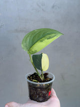 Variegated Scindapsus Pictus 'Jade Satin' - Rare Collector Plant - SAME Plant - US Seller