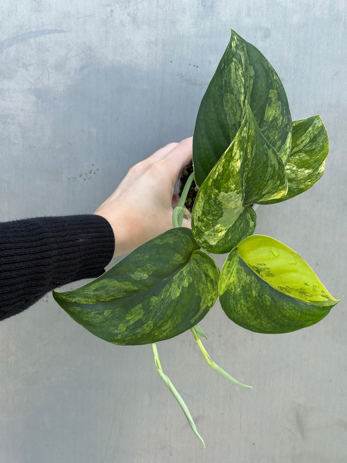 Variegated Scindapsus Pictus 'Jade Satin' Plant in a Nursery Pot - Rare Collector Plant - SAME Plant - US Seller