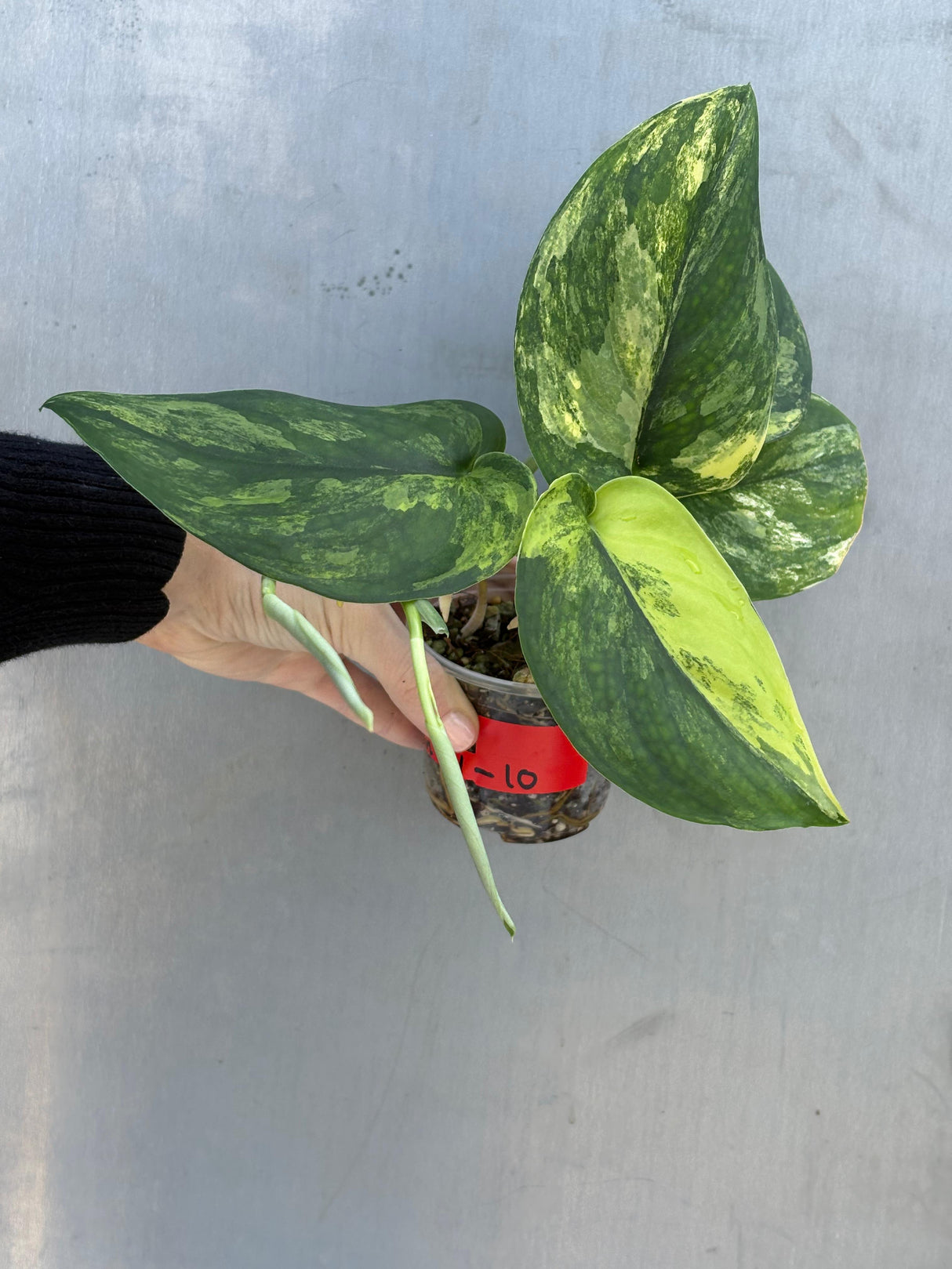 Variegated Scindapsus Pictus 'Jade Satin' Plant in a Nursery Pot - Rare Collector Plant - SAME Plant - US Seller