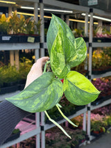 Variegated Scindapsus Pictus 'Jade Satin' Plant in a Nursery Pot - Rare Collector Plant - SAME Plant - US Seller