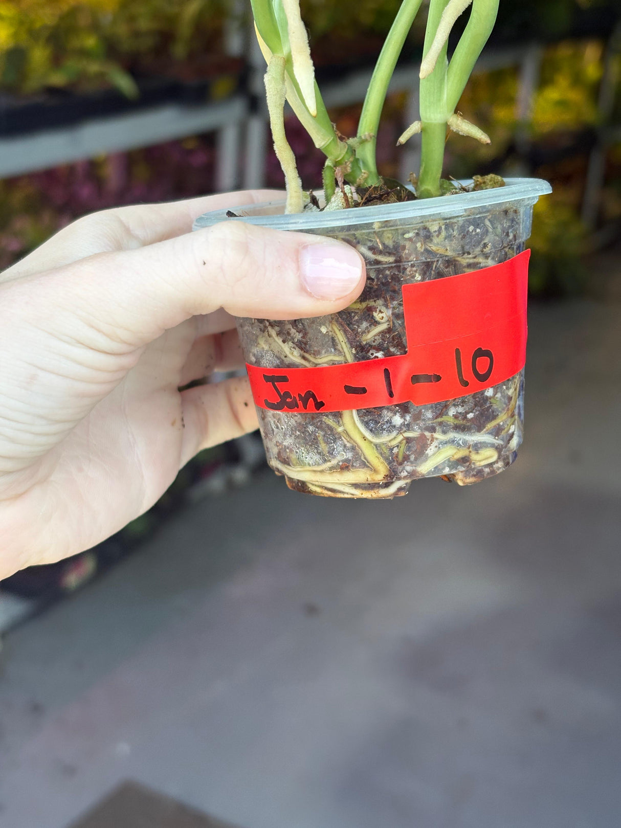 Variegated Scindapsus Pictus 'Jade Satin' Plant in a Nursery Pot - Rare Collector Plant - SAME Plant - US Seller