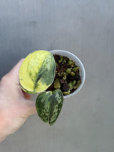 Variegated Scindapsus Pictus 'Jade Satin' Plant in a Nursery Pot - Rare Collector Plant - SAME Plant - US Seller