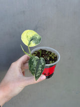 Variegated Scindapsus Pictus 'Jade Satin' Plant in a Nursery Pot - Rare Collector Plant - SAME Plant - US Seller