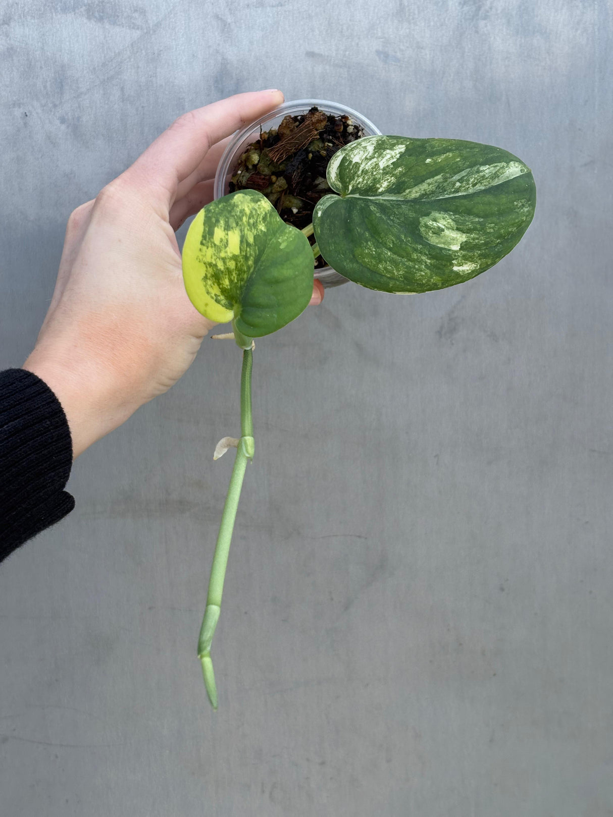 Variegated Scindapsus Pictus 'Jade Satin' Plant in a Nursery Pot - Rare Collector Plant - EXACT Plant - US Seller