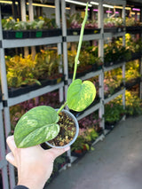Variegated Scindapsus Pictus 'Jade Satin' Plant in a Nursery Pot - Rare Collector Plant - EXACT Plant - US Seller