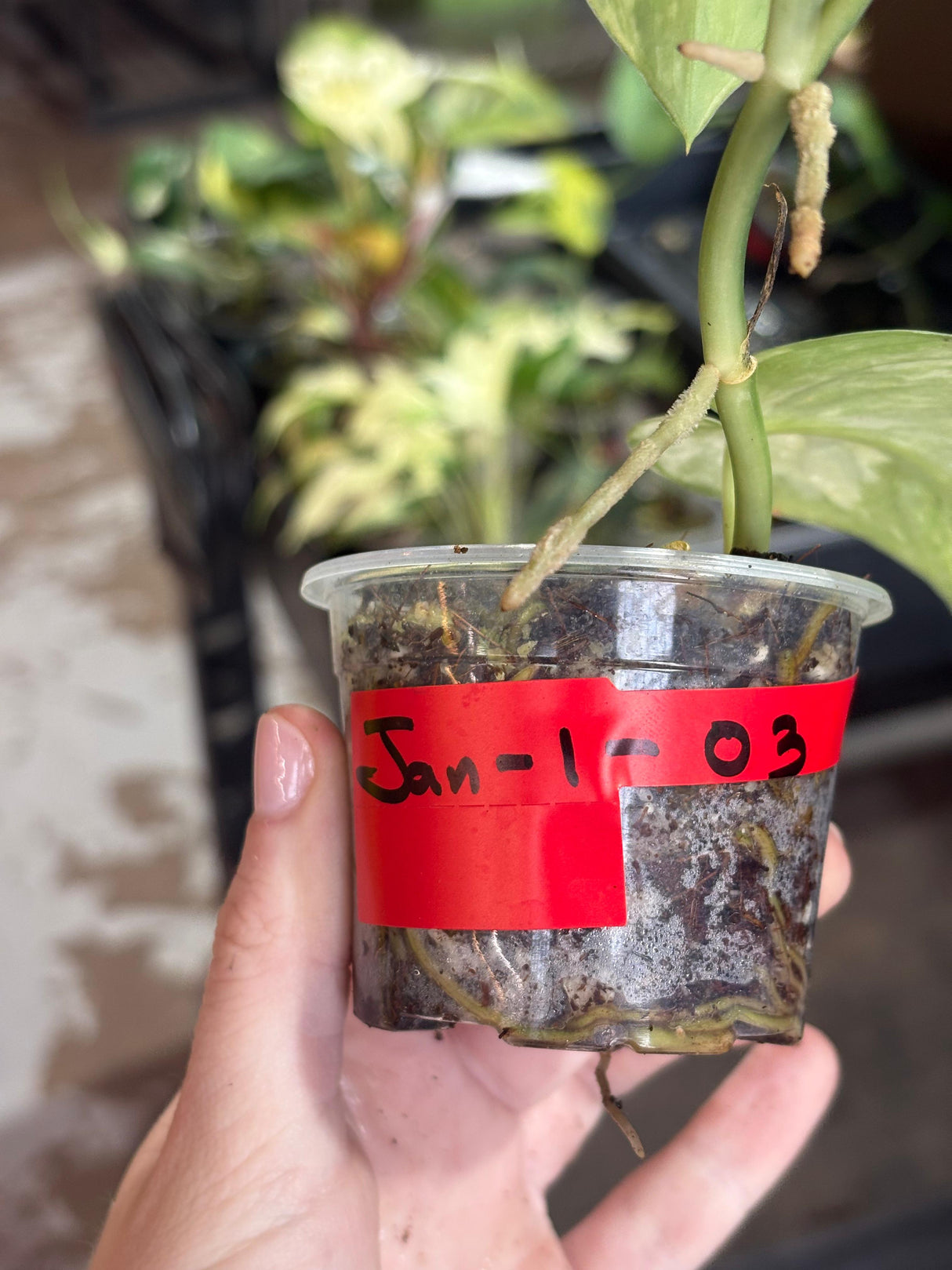 Variegated Scindapsus Pictus 'Jade Satin' Plant in a Nursery Pot - Rare Collector Plant - EXACT Plant - US Seller