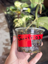 Variegated Scindapsus Pictus 'Jade Satin' Plant in a Nursery Pot - Rare Collector Plant - EXACT Plant - US Seller