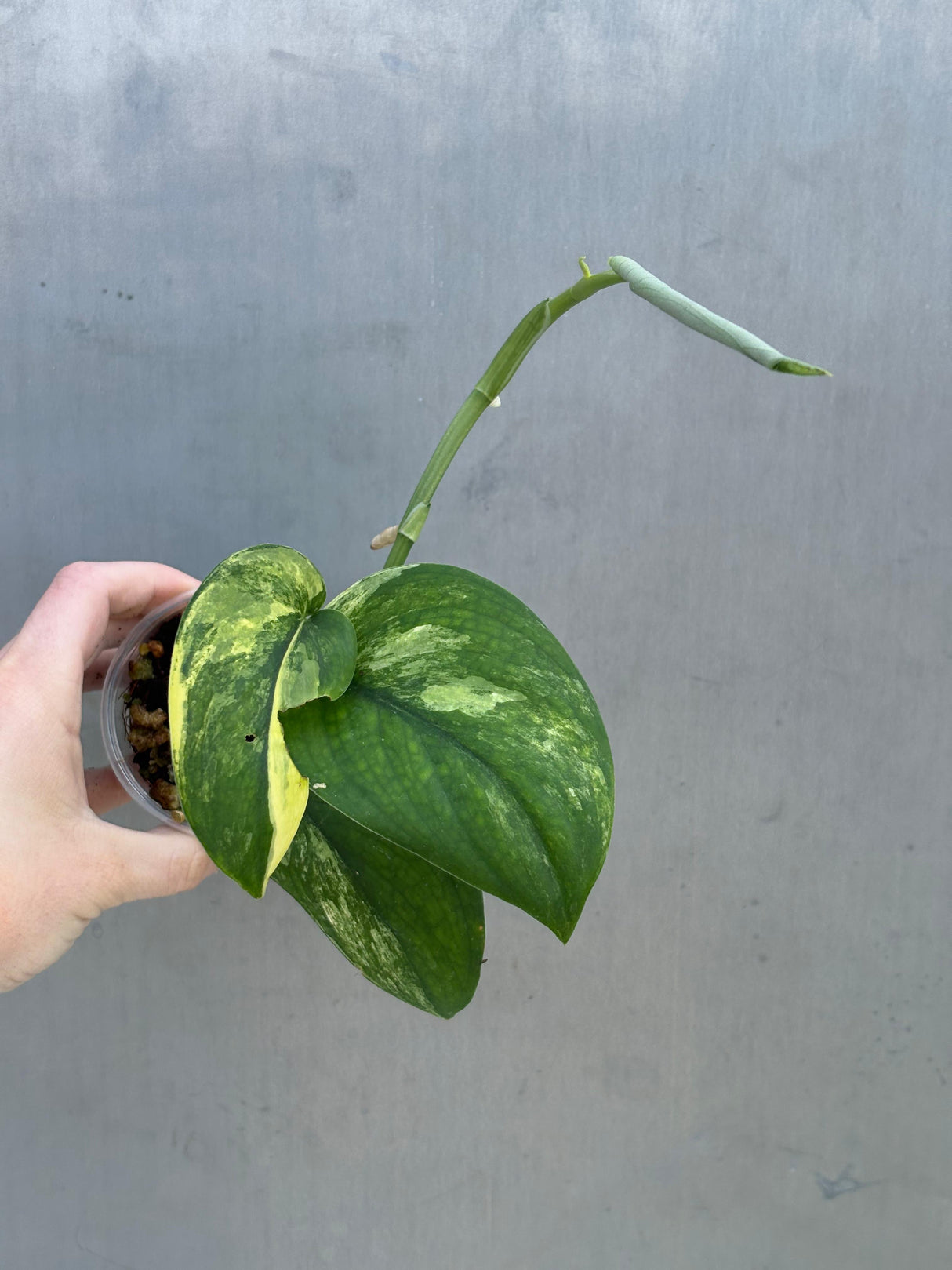 Variegated Scindapsus Pictus 'Jade Satin' - Rare Collector Plant - EXACT Plant - US Seller (Copy)