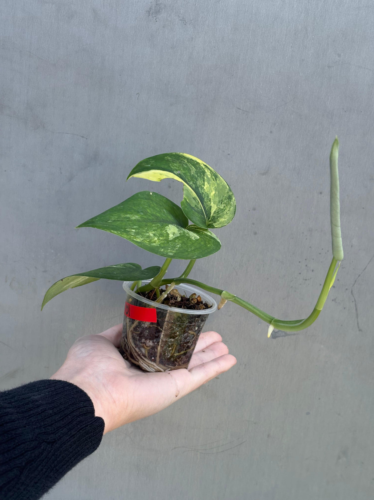 Variegated Scindapsus Pictus 'Jade Satin' - Rare Collector Plant - EXACT Plant - US Seller (Copy)