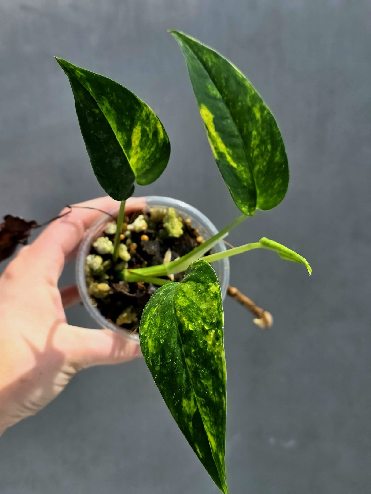 RARE Variegated 'Golden Flame' Epipremnum Pinnatum Plant - Variegated Yellow Flame Indoor Plant - SAME Plant - US Seller