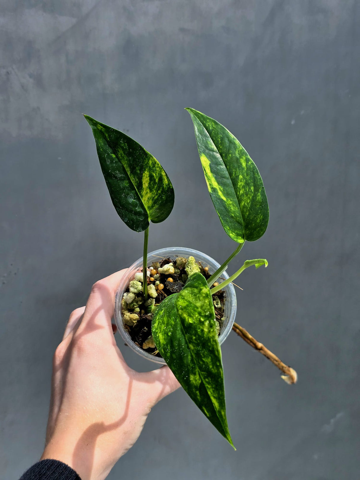 RARE Variegated 'Golden Flame' Epipremnum Pinnatum Plant - Variegated Yellow Flame Indoor Plant - SAME Plant - US Seller