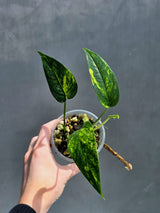 RARE Variegated 'Golden Flame' Epipremnum Pinnatum Plant - Variegated Yellow Flame Indoor Plant - SAME Plant - US Seller