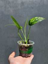 RARE Variegated 'Golden Flame' Epipremnum Pinnatum Plant - Variegated Yellow Flame Indoor Plant - SAME Plant - US Seller